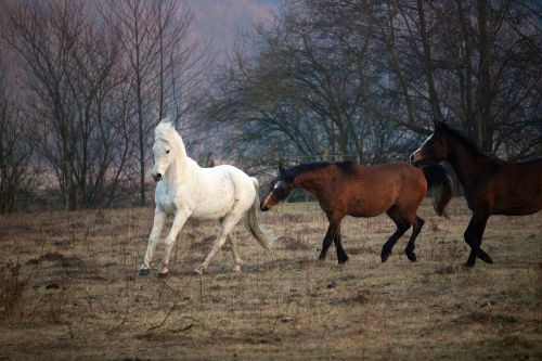 horse flock mold