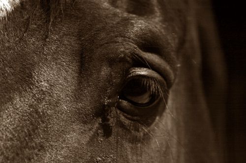 horse horse eye section