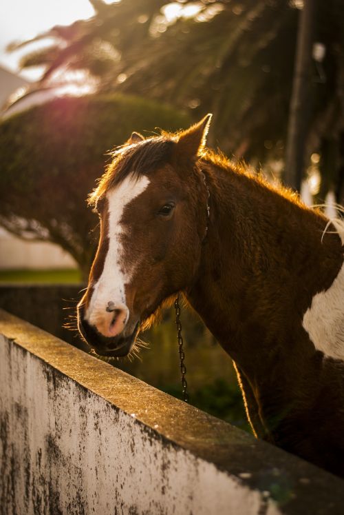 horse animal field