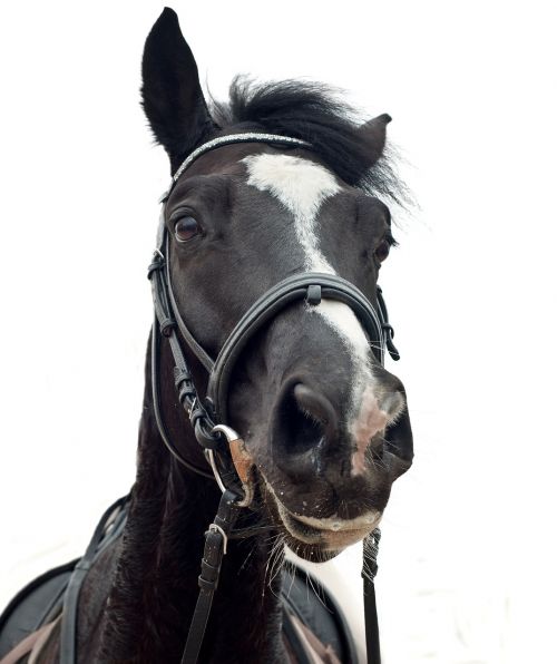 horse head portrait