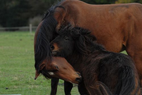 horse pony freedom