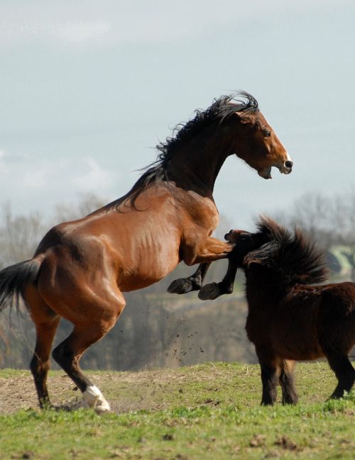 horse pony games