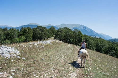 horse horses mountain
