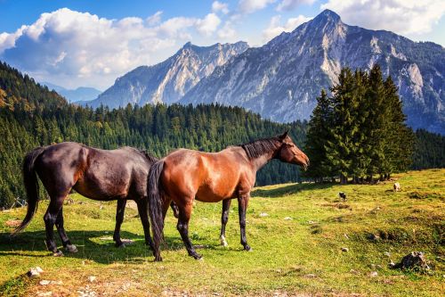 horse horses nature