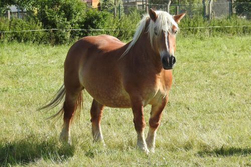 horse mare kaltblut