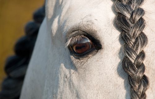 horse eye look