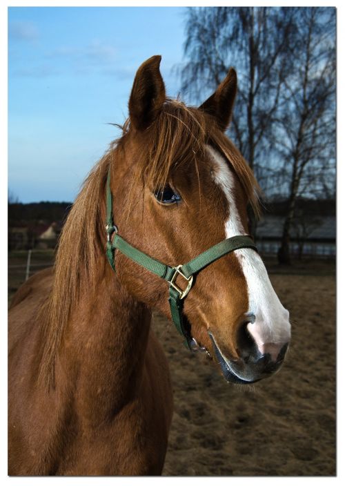 horse portrait horse head