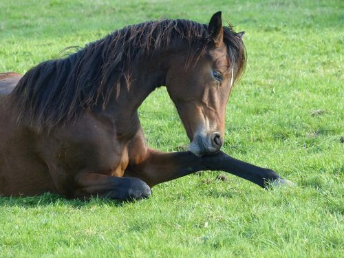 horse pasture paddock