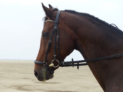 horse horse head bridle