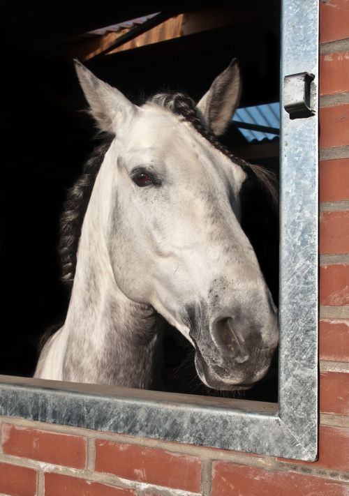 horse window head