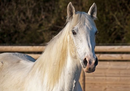 horse white mare