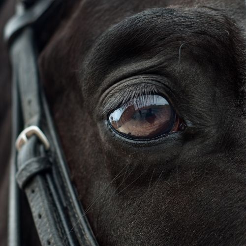 horse eye mirror