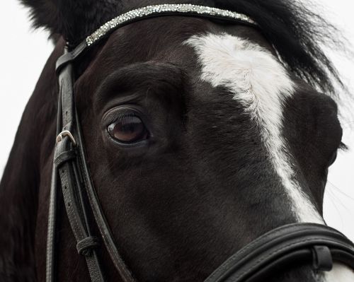 horse close up eye