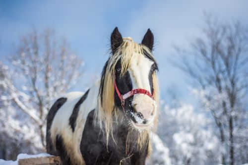 horse farm winter