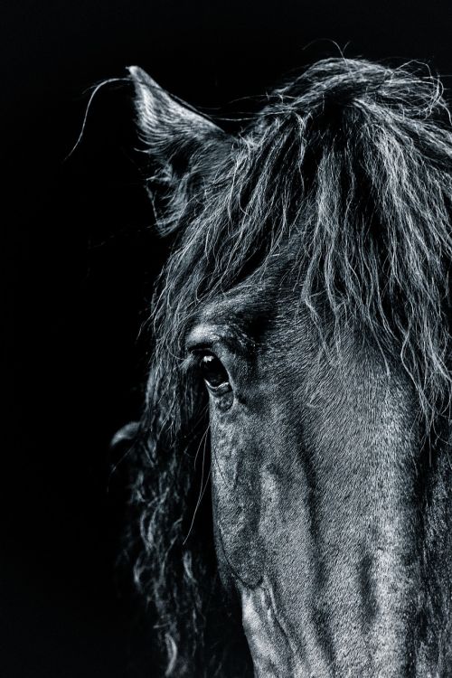 horse portrait pony