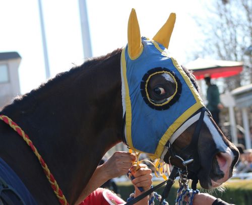 horse race running