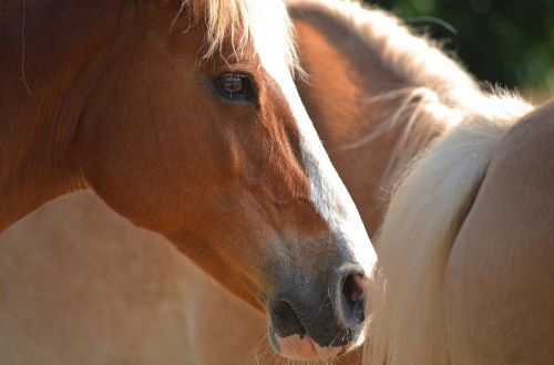 horse animal brown