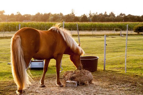 horse evening sun pasture