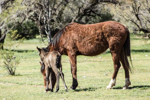 horse wild animal