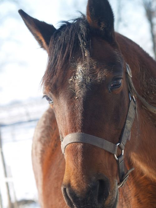 horse brown animal