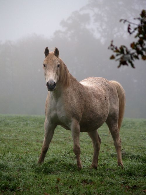 horse nature animal