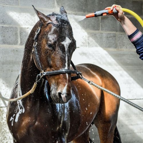 horse wet water