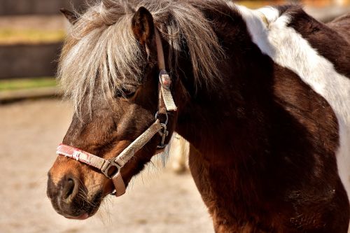 horse animal pony