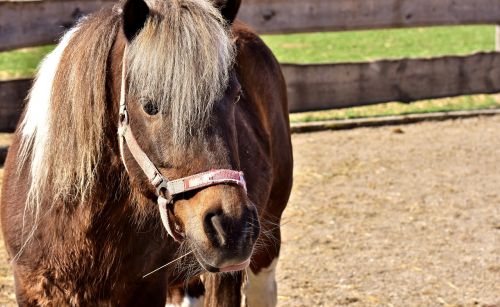 horse animal pony