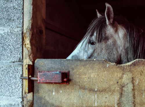 horse foal look