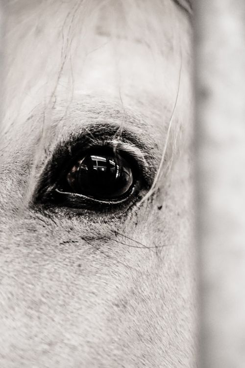 horse eye animal