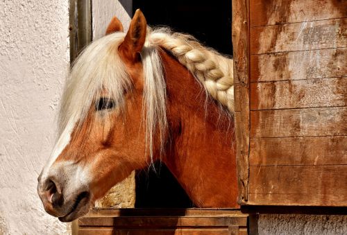 horse horse stable animal