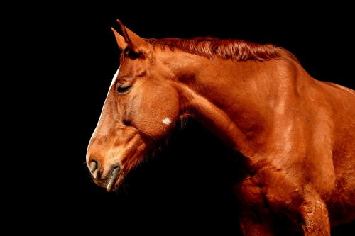 horse brown portrait