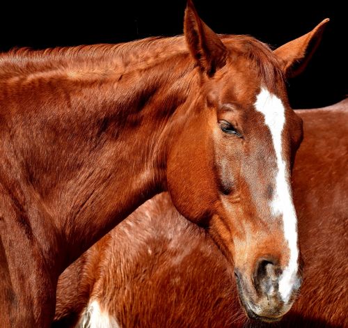 horse brown portrait