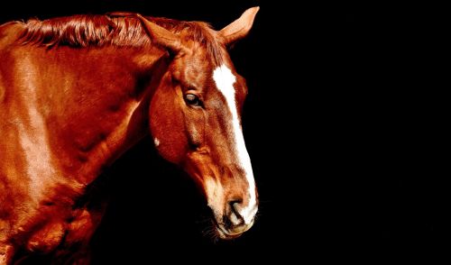 horse brown portrait