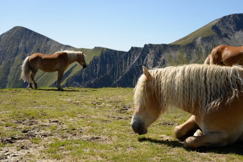 horse haflinger mountain