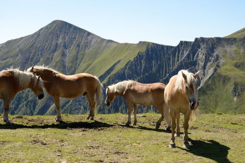 horse haflinger mountain