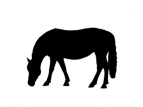horse pony equine