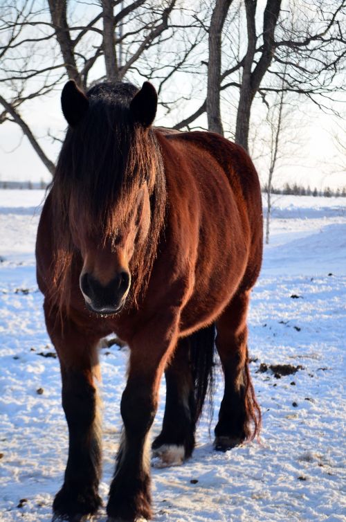 horse winter snow