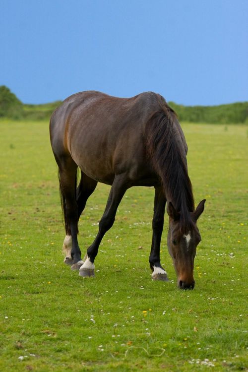 horse animal beautiful