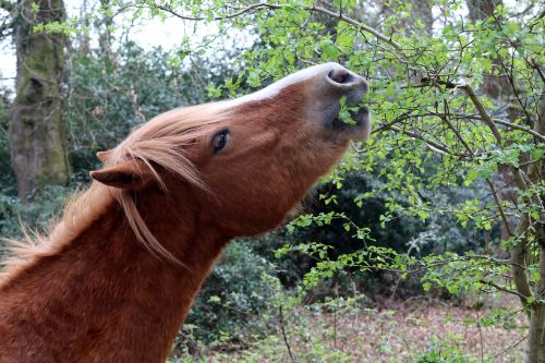 horse wild new forest