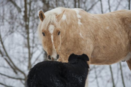horse dog white
