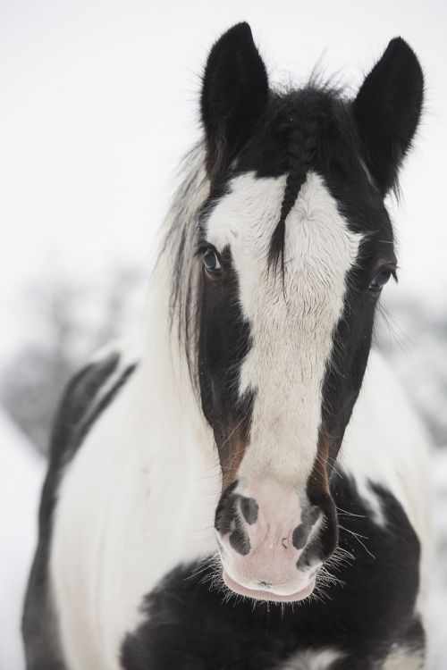 horse white black