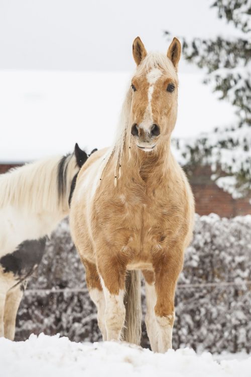 horse dog white
