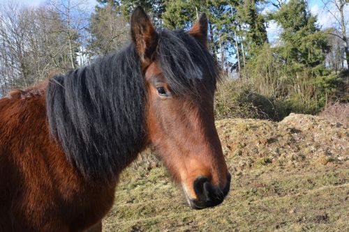 horse brown equine