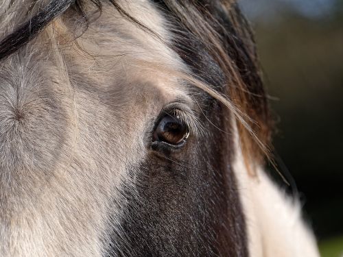 horse eyes hair