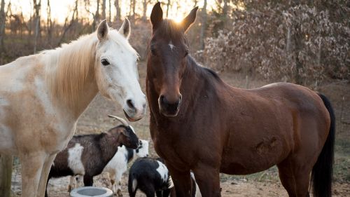 horse goat animal