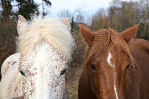 horse horses equines