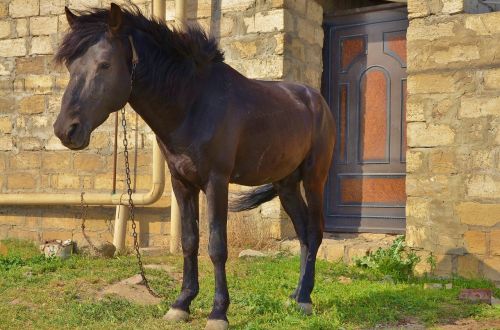 horse animal horseback