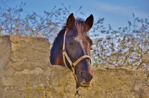 horse animal farm