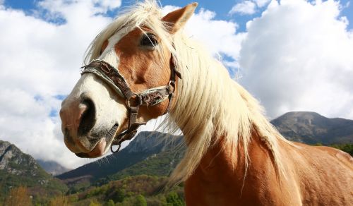 horse nature mountain